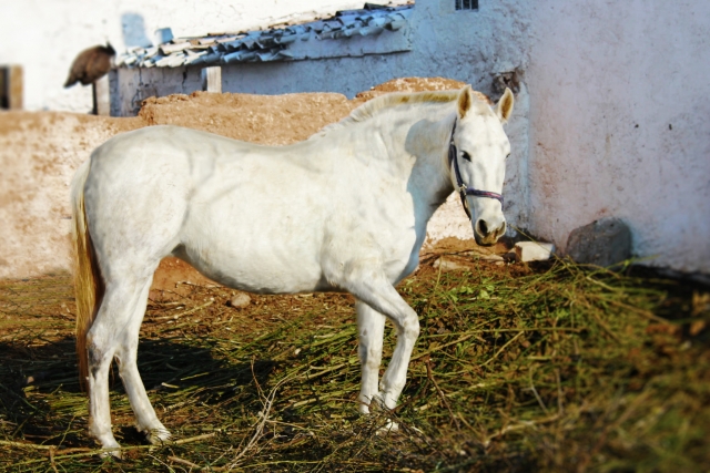 IMG_0902ps copia.jpg